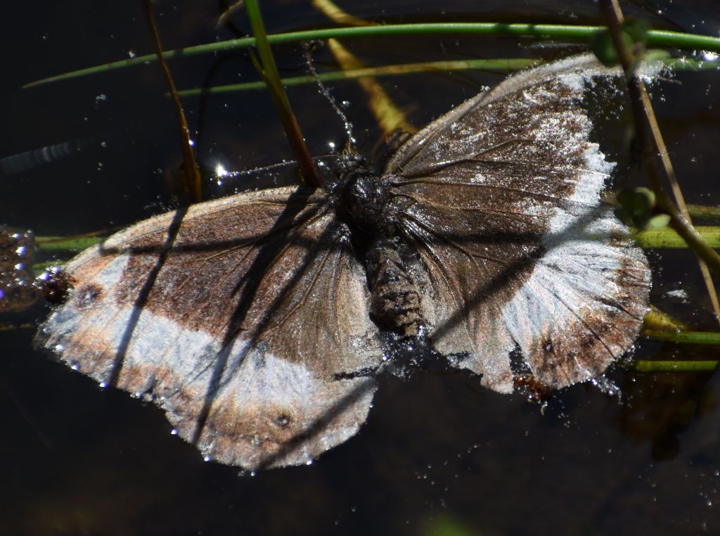 Farfalla da identificare